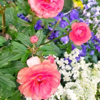 ラナンキュラス,パンジー,ビオラ,プリムラ マラコイデス,ラナンキュラス　ラックスの画像