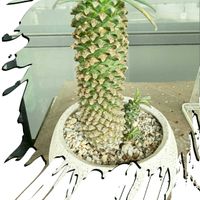 サボテン,パイナップルコーン,一期一会,ＧＳの繋がりに感謝✨,びっくりポン‼️の画像