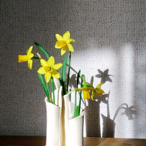 春の花,ミニ水仙  ティタティタ,光と影,シルエット好き,キュンキュン乙女倶楽部の画像