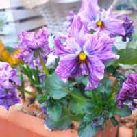 パンジー,ビオラ,寄せ植え,鉢植え,庭の画像