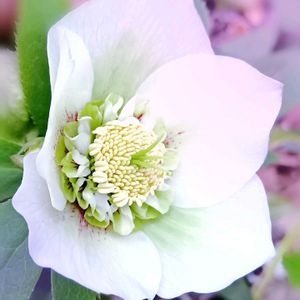 クリスマスローズ,クリスマスローズ　セミダブル,レンテン・ローズ,地植え,実生の画像