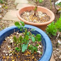 クレマチス,鉢植え,庭の画像