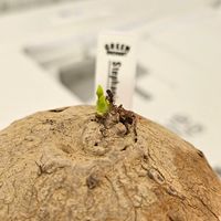 ステファニア・エレクタ,塊根植物,珍奇植物,冬越し,植物大好きの画像