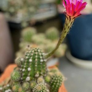 サボテン,赤い花,サボテンの花,初夏の訪れ,今日のお花の画像