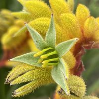 カンガルーポー,お花は癒し,花が好き❤,☆携帯撮影☆,Australia Sydneyの画像