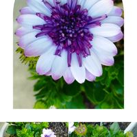 オキナワスズメウリ,ツルコザクラ,オスぺオスペルマム,いいね❤ありがとう,花のある暮らし❤の画像