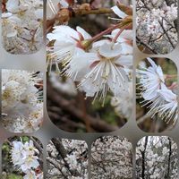 クロッカス,クロッカス,パンジー・ビオラ,ビオラ,シナミザクラ(支那実桜)の画像