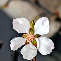 ユスラウメ,山桜桃,花のある暮らし,花自慢,春はすぐそこの画像