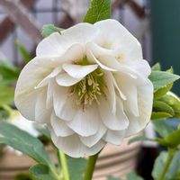 クリスマスローズ,鉢植え,可愛い,白い花,美しいの画像