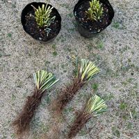 カレックス,カレックス・エバーゴールド,地植え,株分け,花のある暮らしの画像