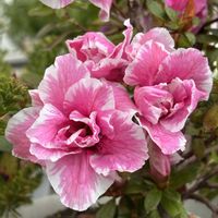 アザレア,花のある暮らし,かわゆい,ピンク♡,花いろいろの画像