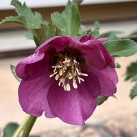 クリスマスローズ,赤い花,鉢植え,可愛い,耐寒性宿根草の画像