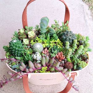 クリスマスローズ,クリスマスローズ,クリスマスローズ,サボテン,サボテンの画像