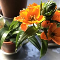 オーニソガラム,オーニソガラム,オレガノ,葉牡丹,蝋梅の画像