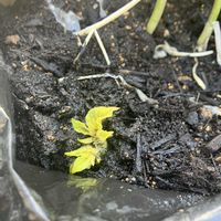 ジャガイモ,ジャガイモ,屋上,初心者,東京の画像