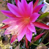 クジャクサボテン,サボテン,ボケ,アカシデ,木瓜（ぼけ）の花の画像