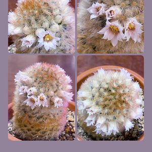 サボテン,カルメナエ,カルメナエ,サボテン マミラリア,サボテン マミラリアの画像