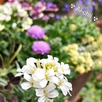 クローバー,スカビオサ,ネメシア,アラビス,寄せ植えの画像