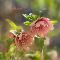 クリスマスローズ,クリスマスローズ　ノスタルジア,ナチュラルガーデン,ジャンクガーデン,シェードガーデンの画像