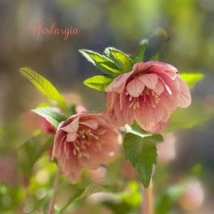 クリスマスローズ,クリスマスローズ　ノスタルジア,ナチュラルガーデン,ジャンクガーデン,シェードガーデンの画像