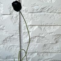 ポピー,ポピー ブラックマジック,黒の花,出会いに感謝♡の画像