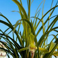 シュンラン,鉢植え,地生蘭,おうち園芸の画像
