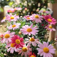 マーガレット,マーガレットストロベリーホイップ,鉢植え,canon,花撮り人の画像