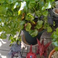 亀甲竜,亀甲竜の画像