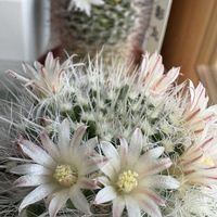 サボテン,兜丸,月影丸,高砂,白蛇丸の画像