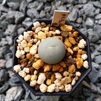 ブルゲリ,安珍,カルキュルス,マウガニー。,ゲルマナムの画像