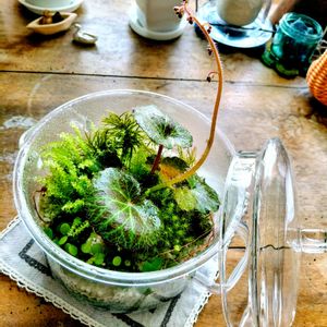 ユキノシタ,成長記録,苔テラリウム,つぶやき,もけもけの画像