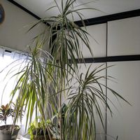 コンシンネ,八重クリスマスローズ,嬉しい❤️,大好き♥️,感動❤️の画像