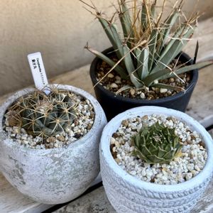 サボテン,小人の帽子,カルメナエ,玉翁,ロフォフォラの画像