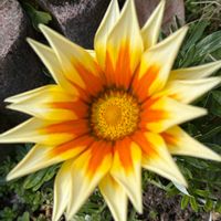 ガザニア,可愛い〜♡,花のある暮らしの画像