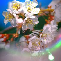 サクラ,サクランボ,サクランボのお花の画像