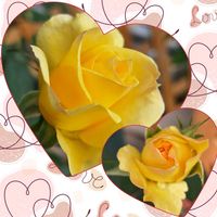 蕾♡,バラを楽しむ,咲いてくれてありがとう❤,おうち園芸,小さな庭の画像