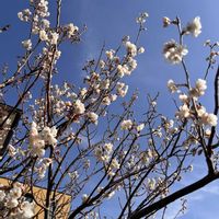 サクランボ,サハラ '98,セバスチャン・クナイプ,薔薇　ピエールロンサール,にわの画像