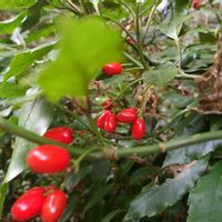 アオキ,お写んぽ,真っ赤な火曜日の画像