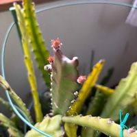 クジャクサボテン,春を感じる,三寒四温,庭,その他部屋の画像