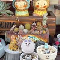 サボテン,八朔,バラ丸,干し柿,スーパーバラ丸の画像