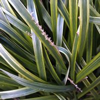 ヤブランの画像