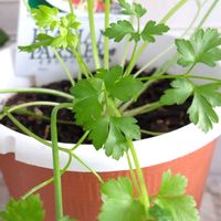 イタリアンパセリ,ハーブ,鉢植え,春の訪れ,風が冷たい一日の画像