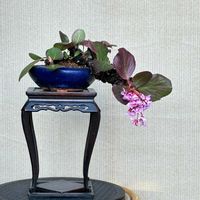 ヒマラヤユキノシタ,盆栽,植え替えの画像
