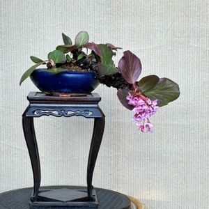 ヒマラヤユキノシタ,盆栽,植え替えの画像