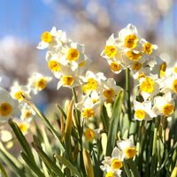 スイセン,ススキ,ロウバイ,南アルプス遠望,散歩の画像