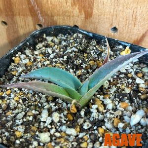 アガベ パラサナ,実生の画像