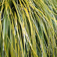 カレックスの画像