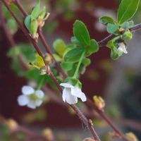 ユキヤナギ,ユキヤナギ,フラワーアレンジメント,かわいい花,切り花を楽しむの画像