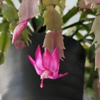 シャコバサボテン,デンマークカクタス,デンマークカクタス・ダークエバ,鉢植え,かわいい花の画像