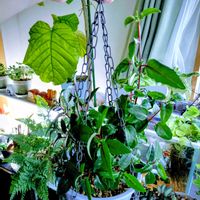 フクシア,吊り下げ,つぶやき,北海道,ありがとうの画像